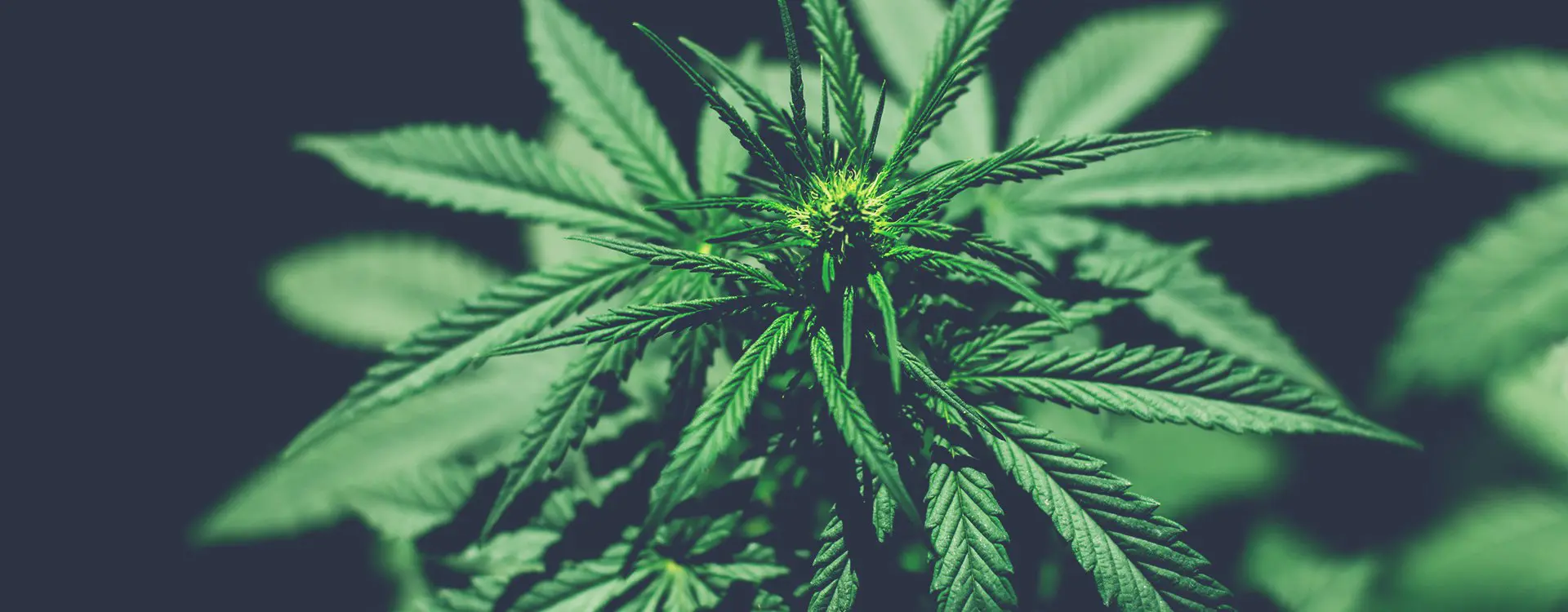 CBD-planta